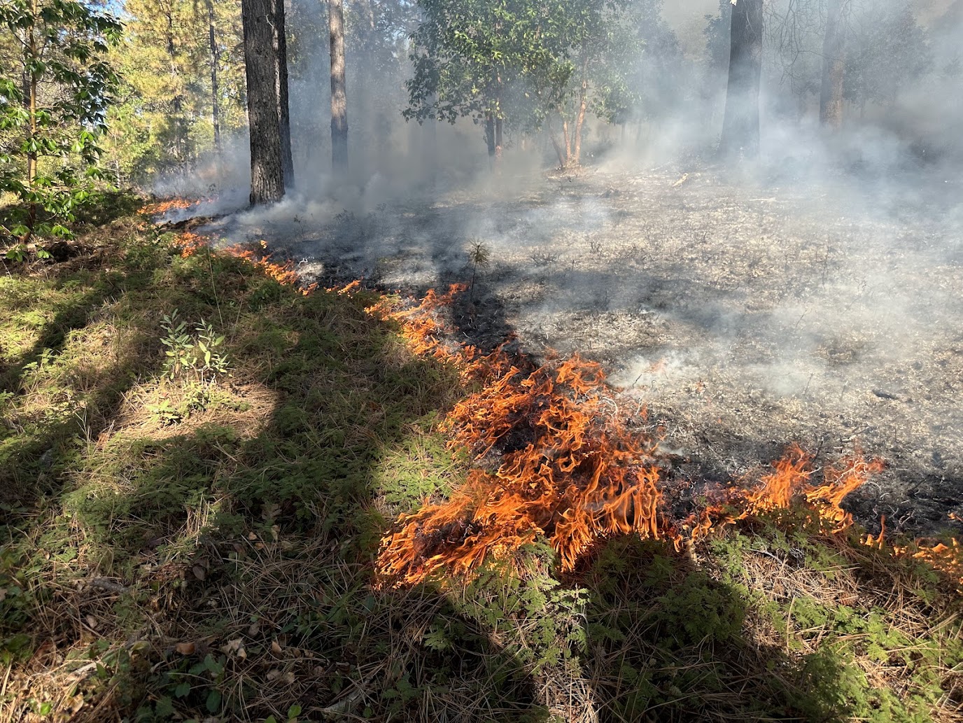 Burning kit-kit-dizze in the Sierra