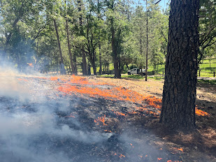 Oak Woodland Underburn