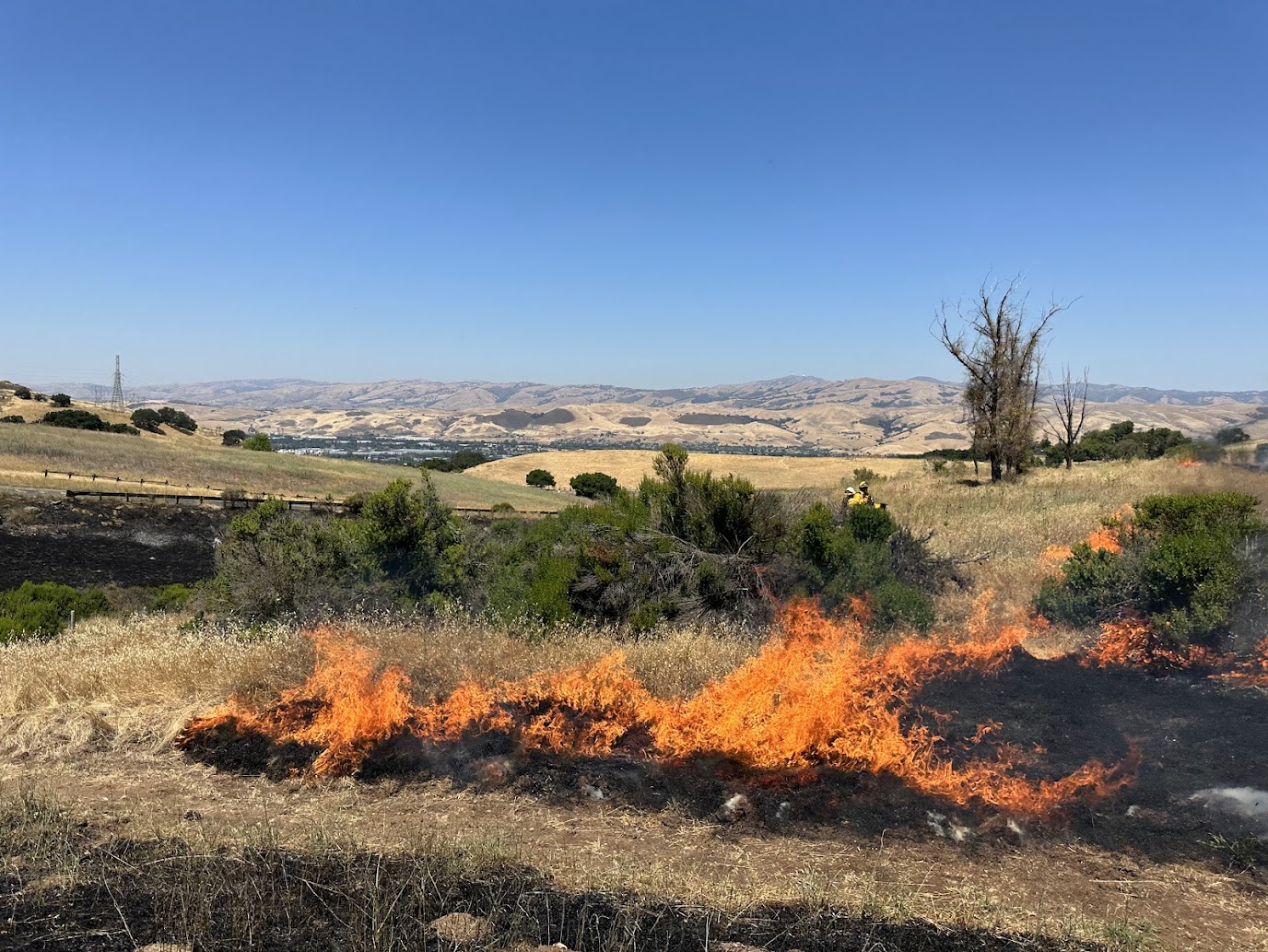 Organic Life Template