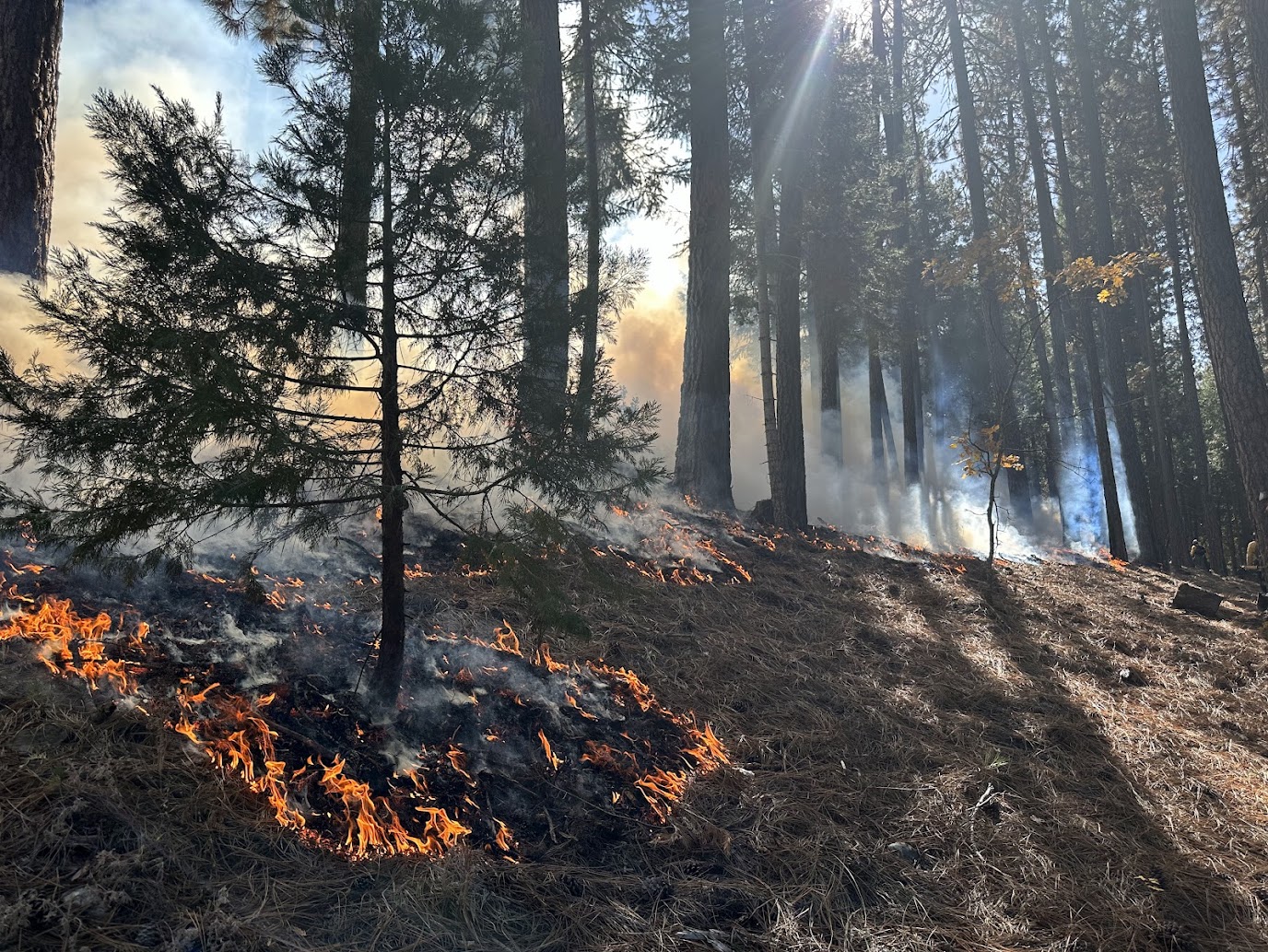 Underburn in Pine Stands